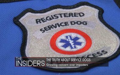 INSIDERS: The growing issues with fake service dogs