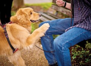 Golden Retriever Grayson